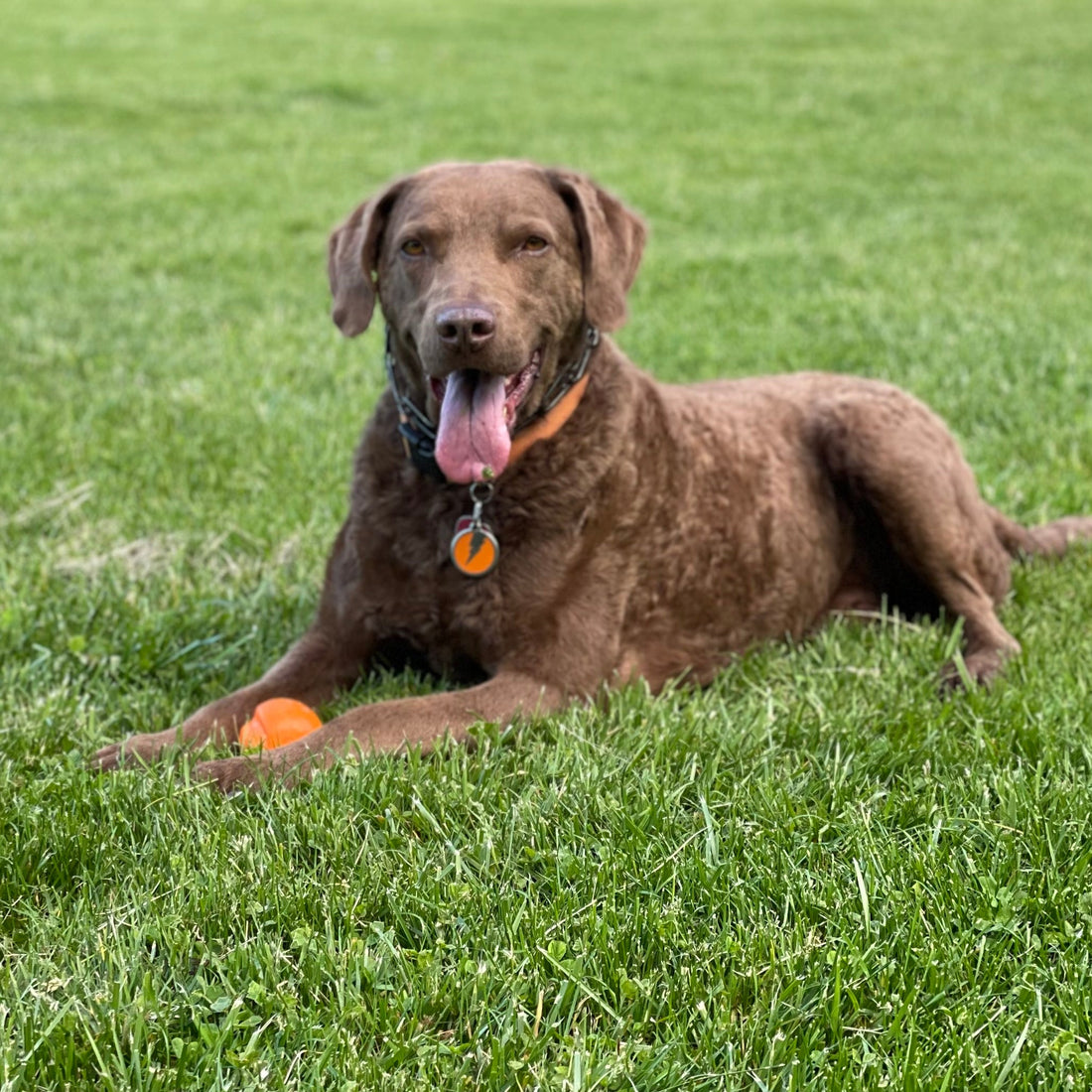 Best and worst games to play with your dog