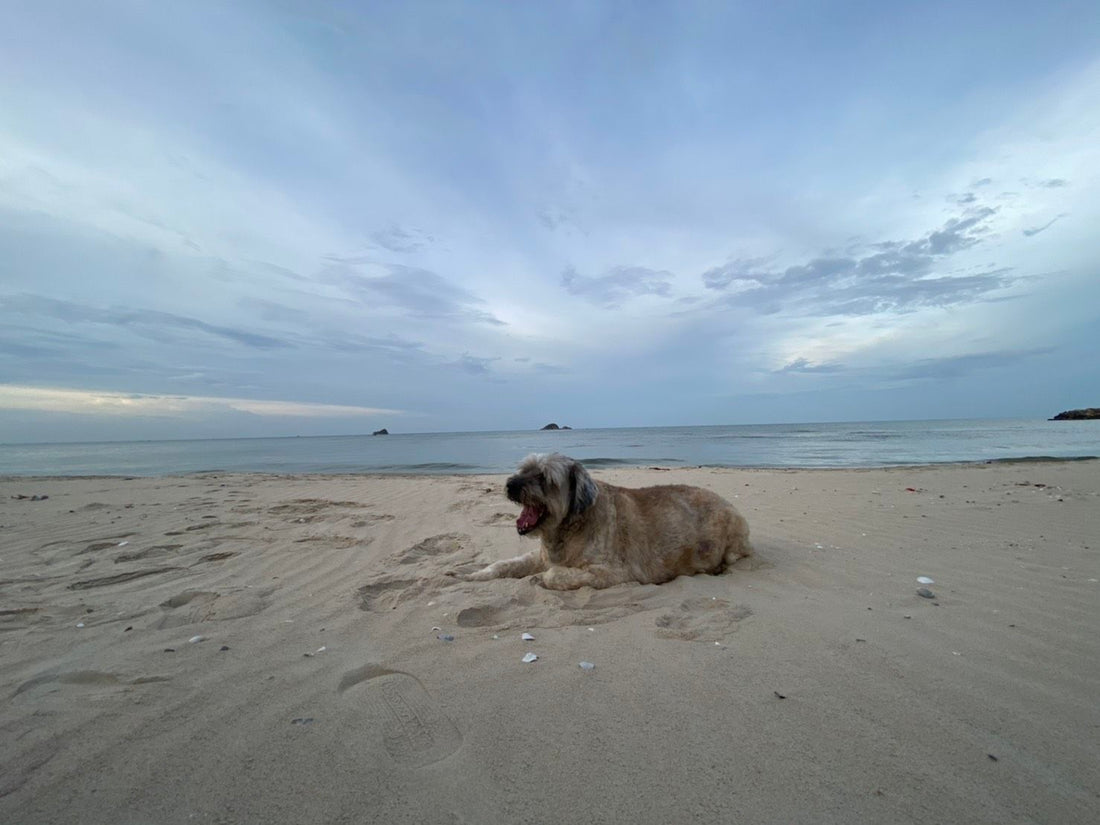 Senior dogs: 5 reasons to adopt one, and how to keep them healthy