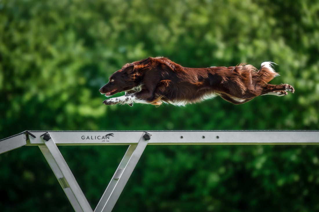 Agility dog mid-jump, supporting canine athlete joint health 
