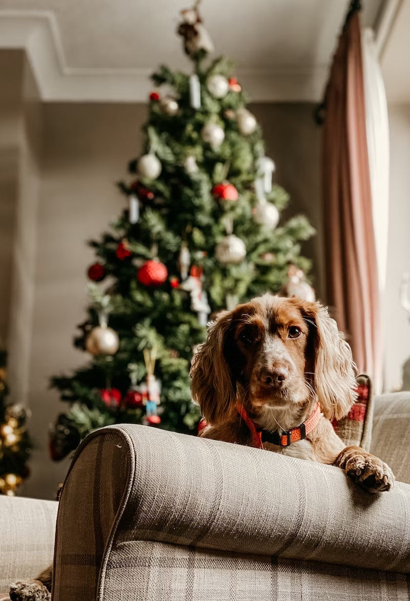 A Pawsome Christmas