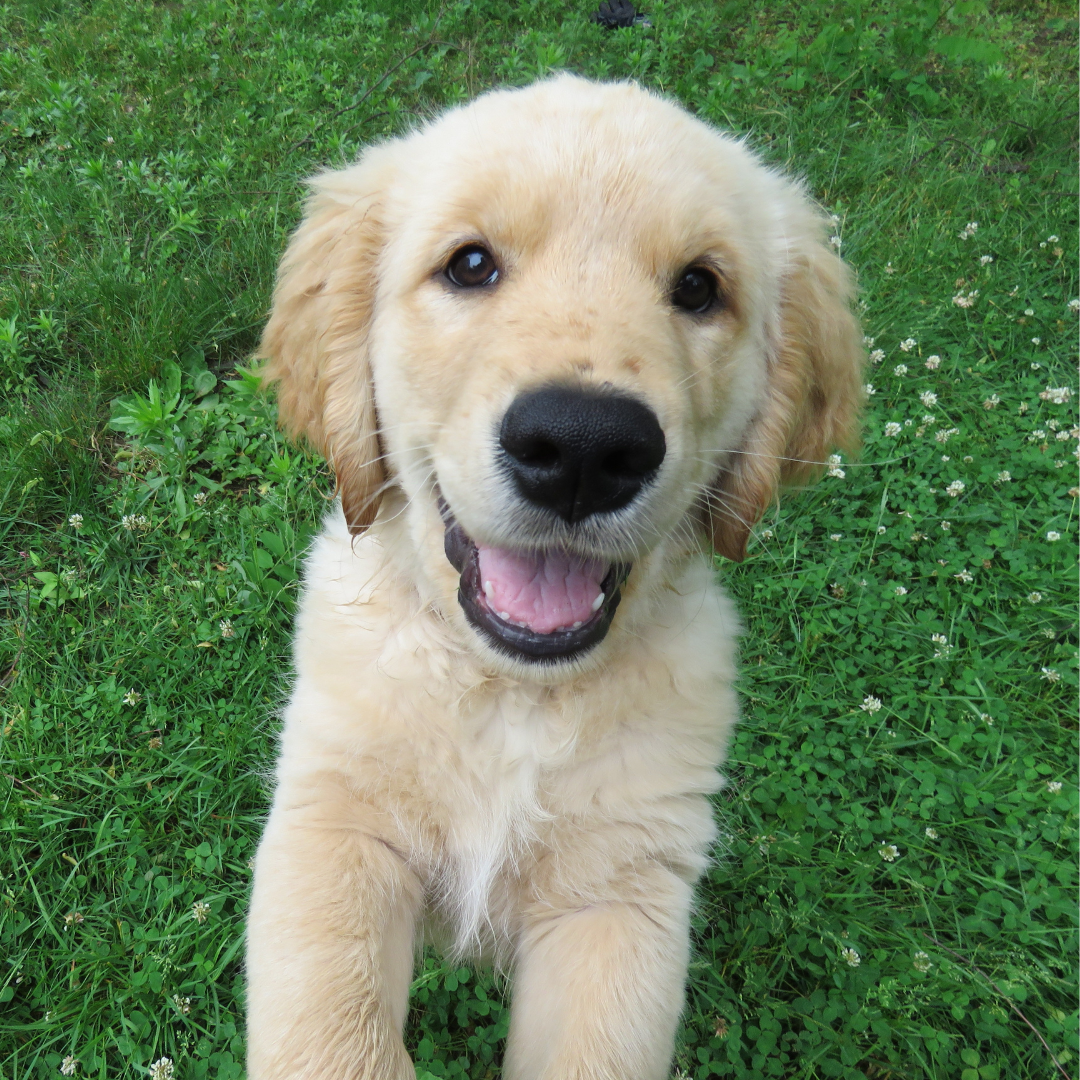 Puppy