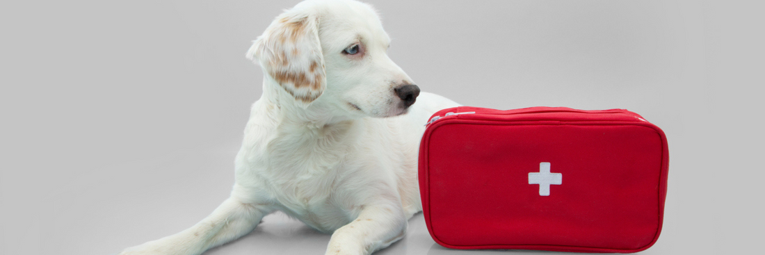 Canine First Aid with RB