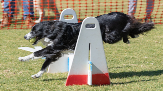 What is flyball for dogs? All your flyball FAQs and how to compete in Flyball | Antinol