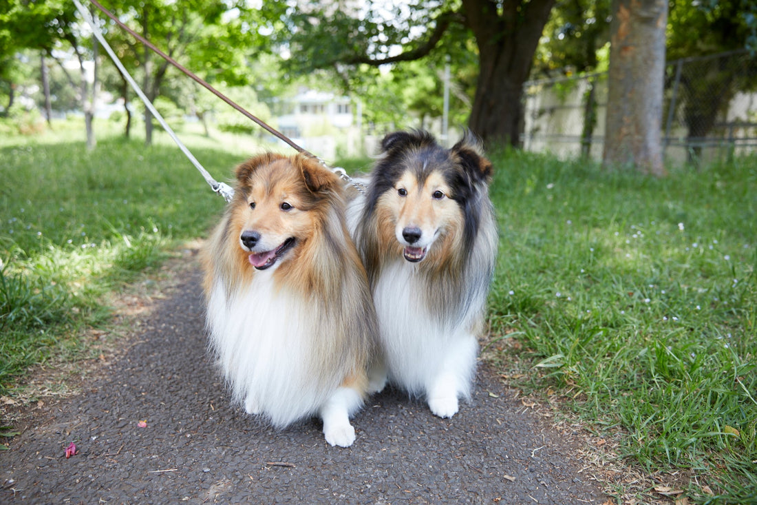 National Walking The Dog Day 2023 - Support your dog’s joints with these dog walking dos and don’ts!