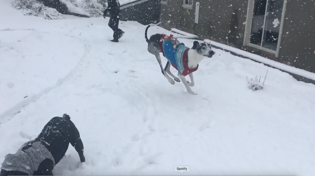How Cold Is Too Cold to Walk a Dog?