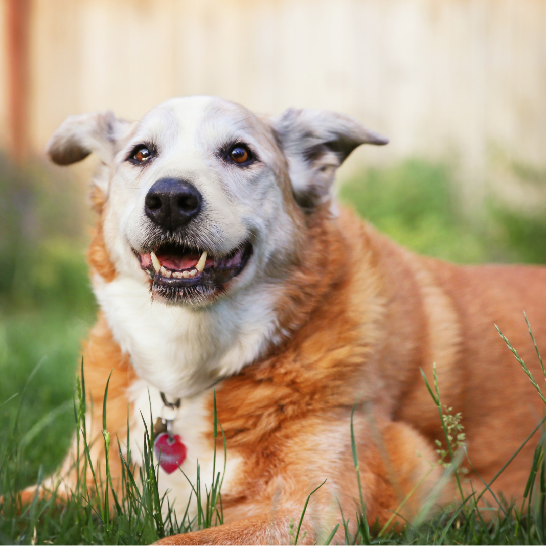 Senior dog resting comfortably outdoors