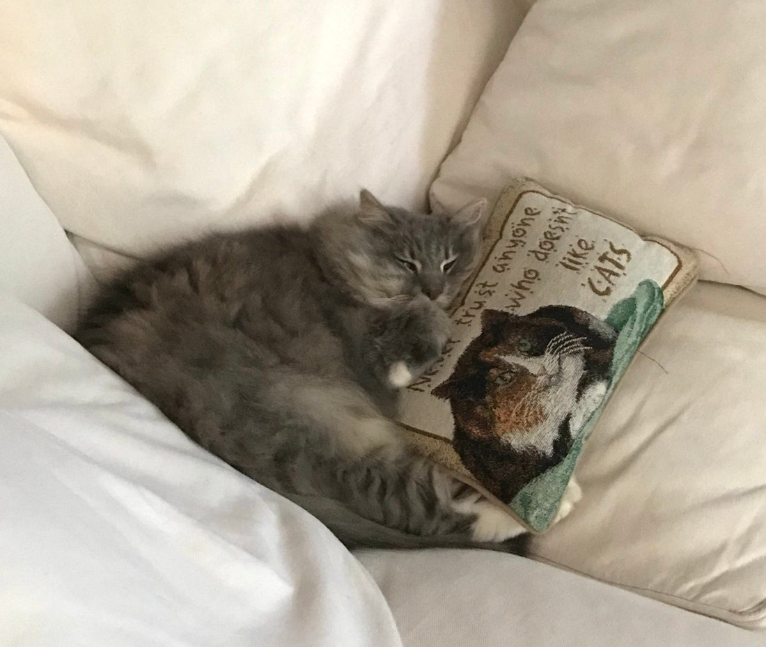Senior tabby cat resting on a cushion. 