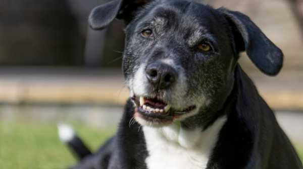 Older dog resting on an orthopaedic bed at home