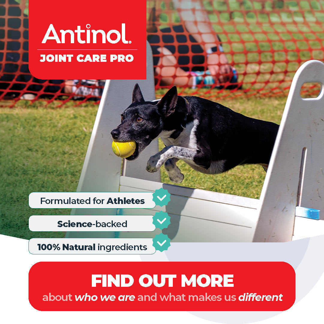 Antinol<sup>®</sup> for Sport Dogs: Who We Are and Why We’re Different from Other Joint Supplements