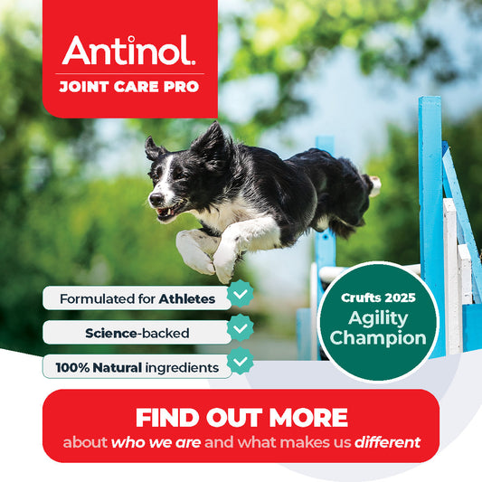 Antinol<sup>®</sup> for Sport Dogs: Who We Are and Why We’re Different from Other Joint Supplements