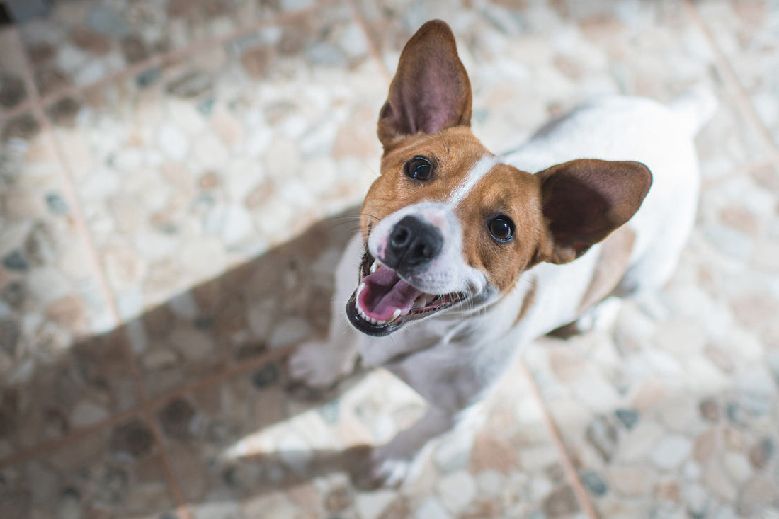 It’s not Weird. It’s Wonderful. aka ‘Why We Dogs Do The Things We Do’