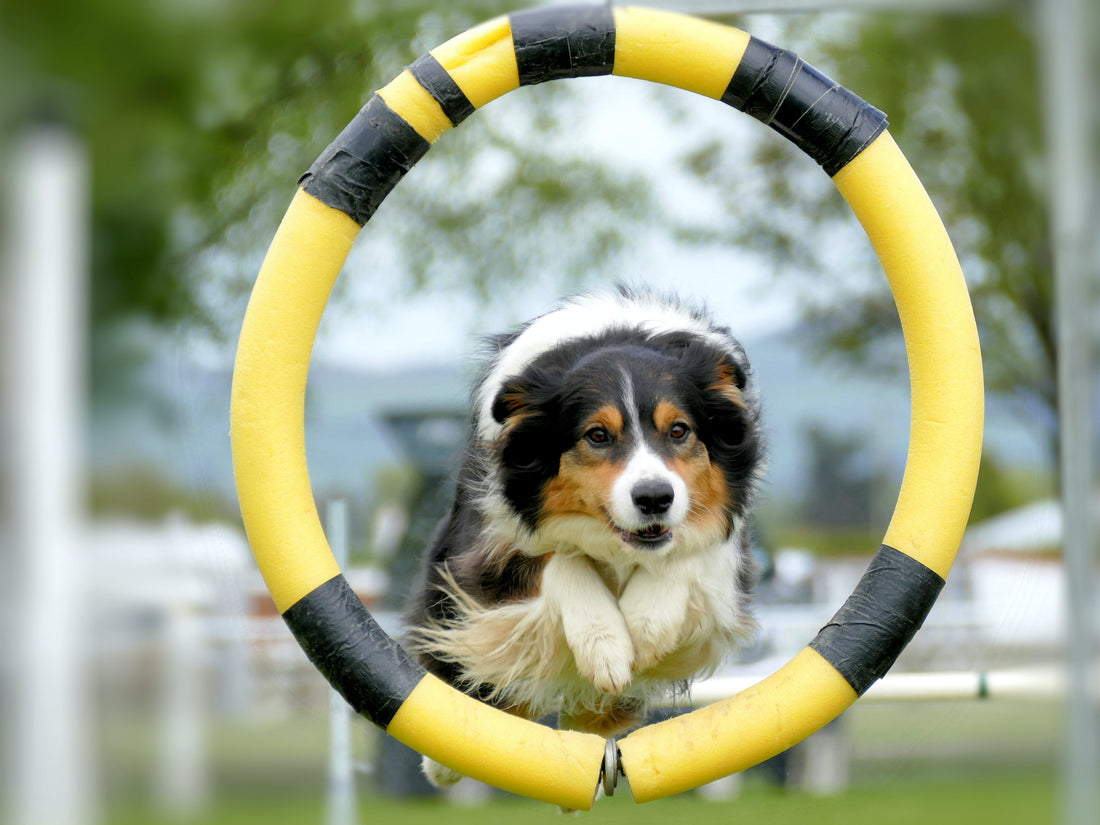What is canine hoopers? How to get started with the fast & furious, low-impact dog sport!