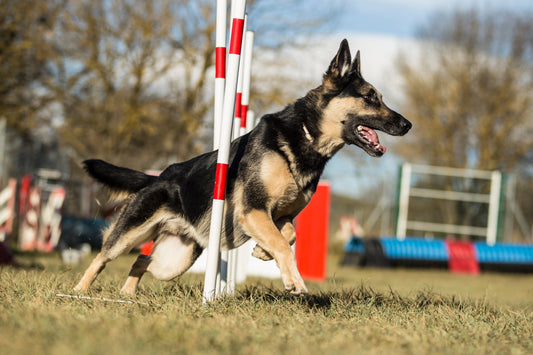 Dog in agility weaves - learn about canine sports 