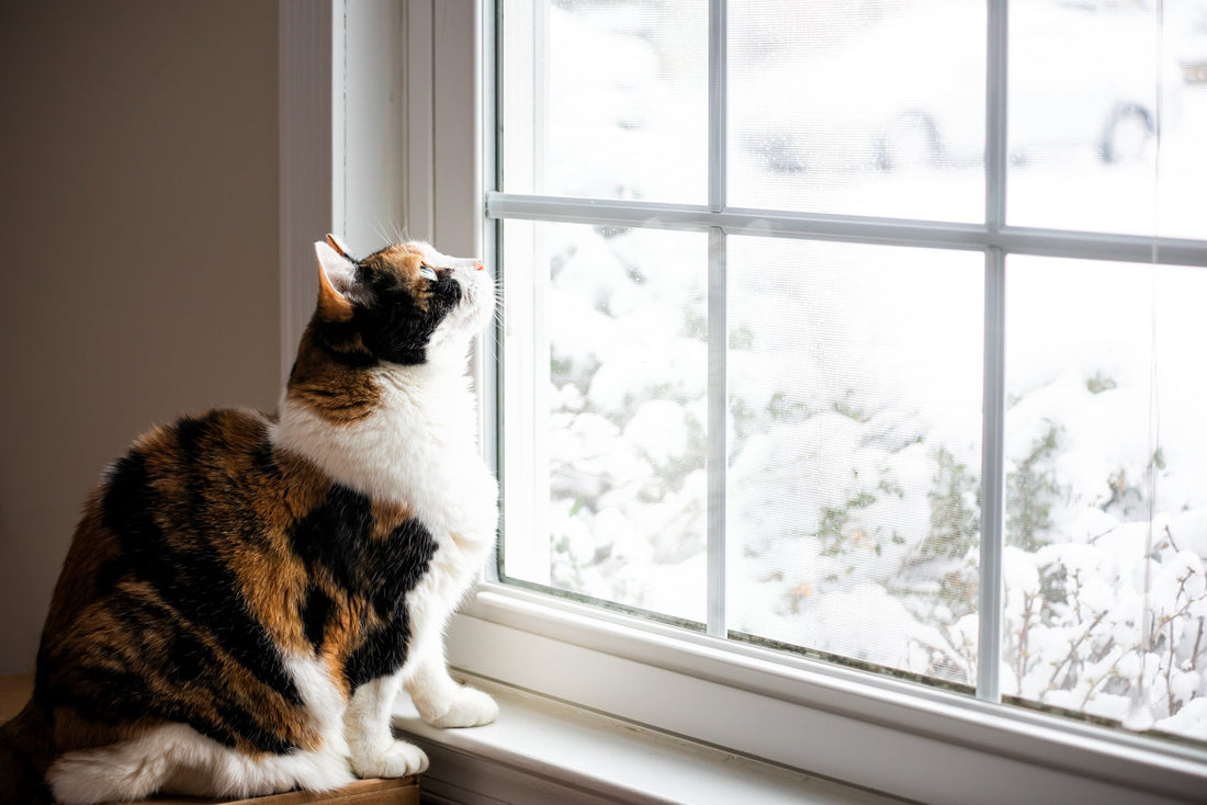 Cat dry skin: why it happens and 5 ways to help