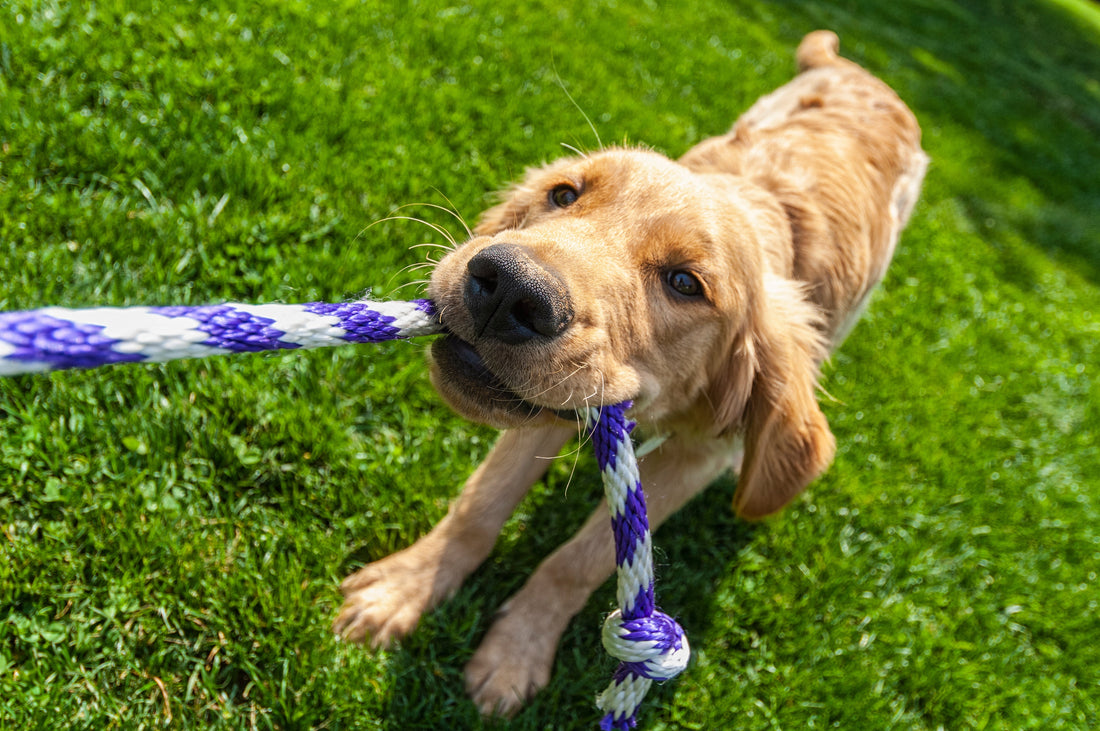 How to play with your dog
