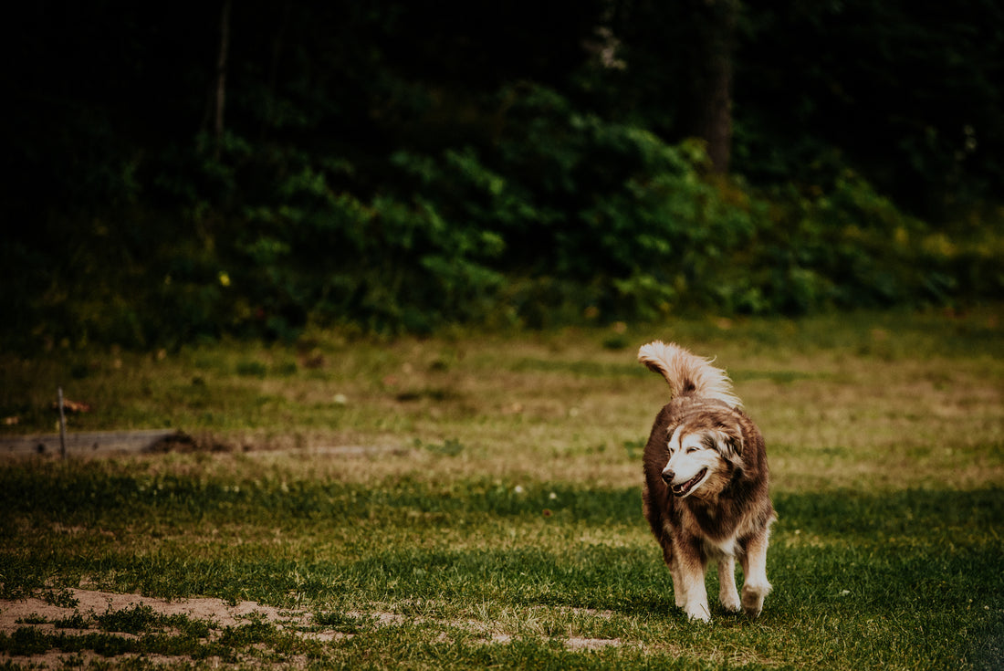 The Art of Tail Talk