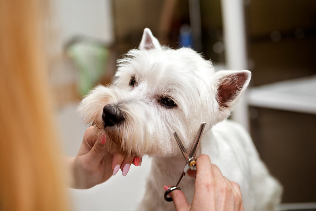 COATED IN PERFECTION: How to care for your dog’s skin and coat