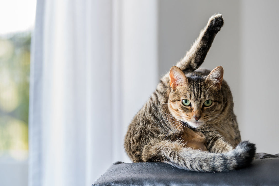 Long-haired cat being brushed as part of cat skin and coat care 