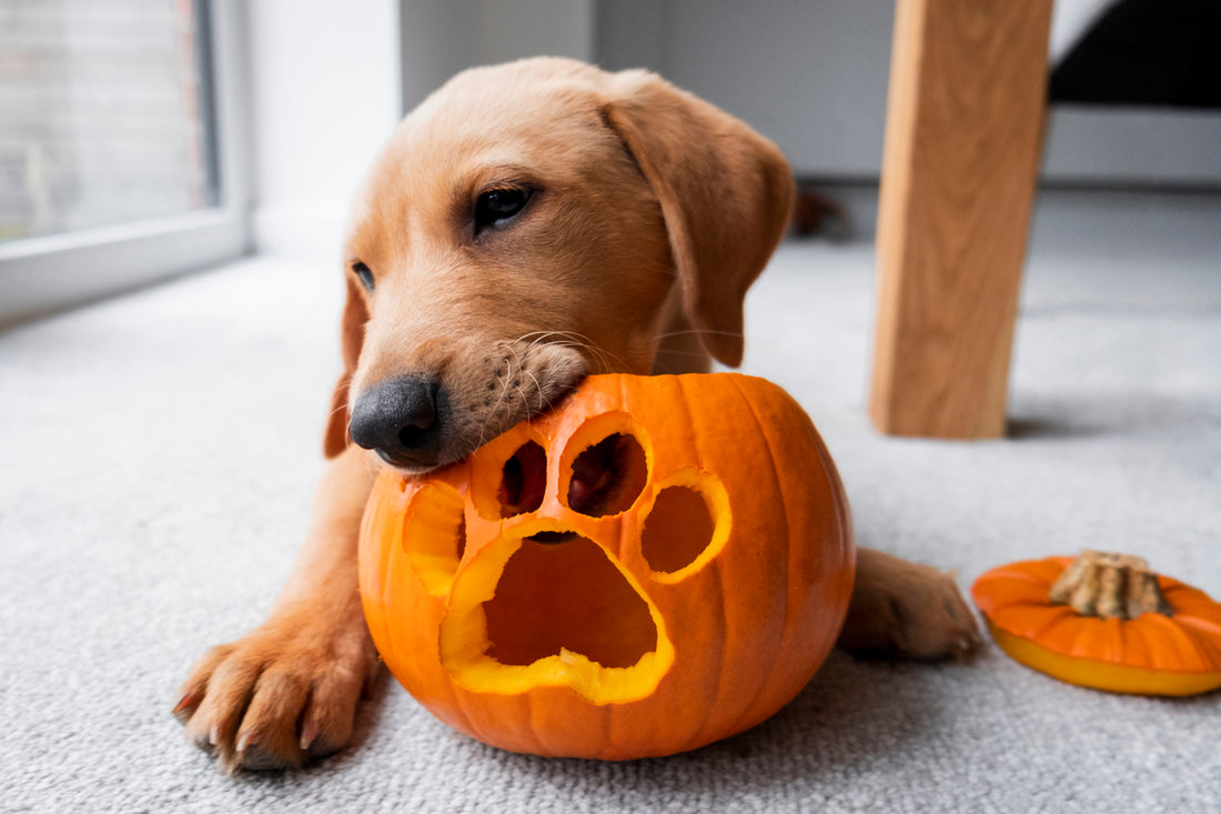 The History of Dogs in Halloween