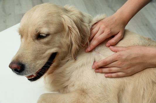 Understanding your dog’s skin