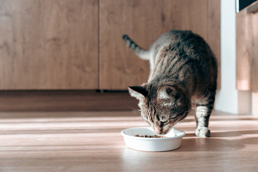 The Role of Diet in Supporting Your Cat’s Joint Health: Essential Nutrients and Supplements