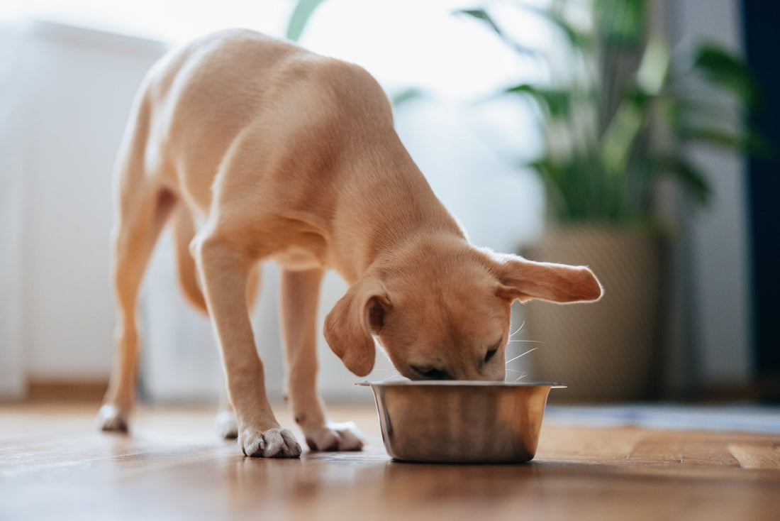 Sensory Issues in Dogs: A Dog’s Point of View