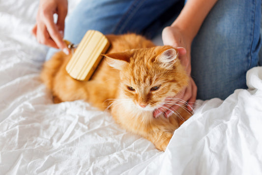 Basics of Cat Grooming: Brushing, Bathing, and Nail Trimming