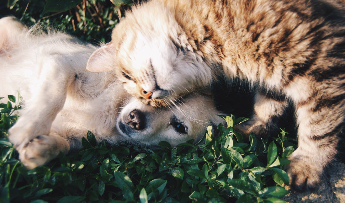 Pet Weight Management Guide: how to help your pet maintain a healthy weight?