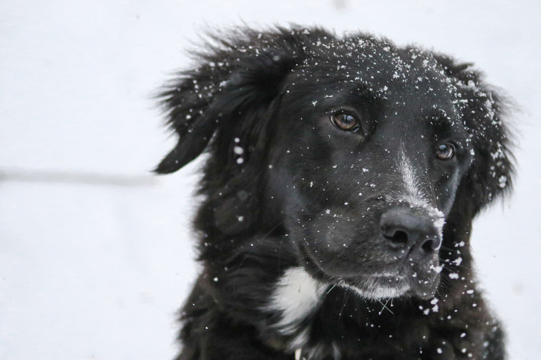 Why is my dog’s skin dry & scratchy in winter? 5 cold weather tips for canine skin health