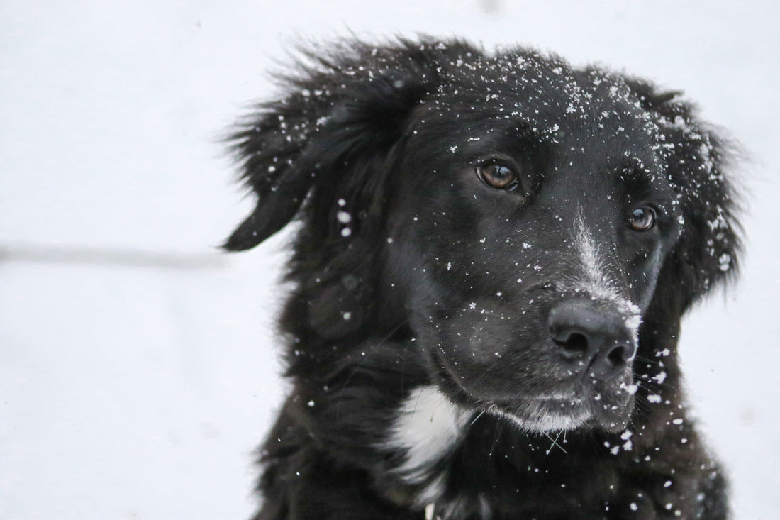 Dog dry skin: why it happens and 5 ways to help