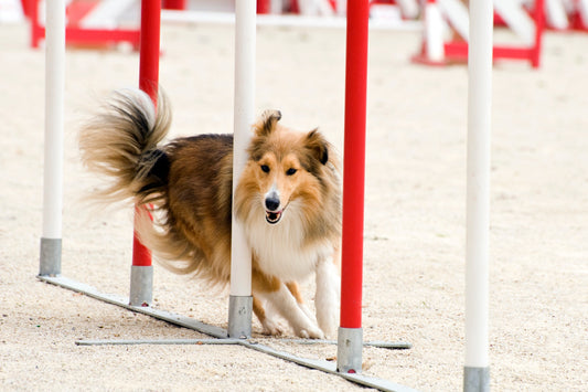 What is dog agility & how do I get started? Canine agility 101