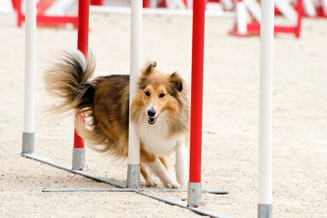 What is dog agility, and how do you get started?