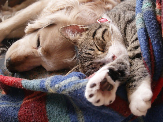 7 ways to show your pet you love them This National Love Your Pet Day