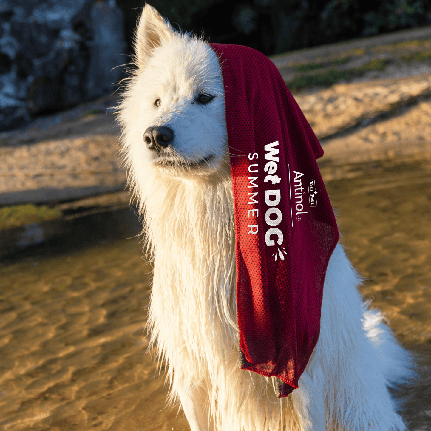 Wet Dog Chamois