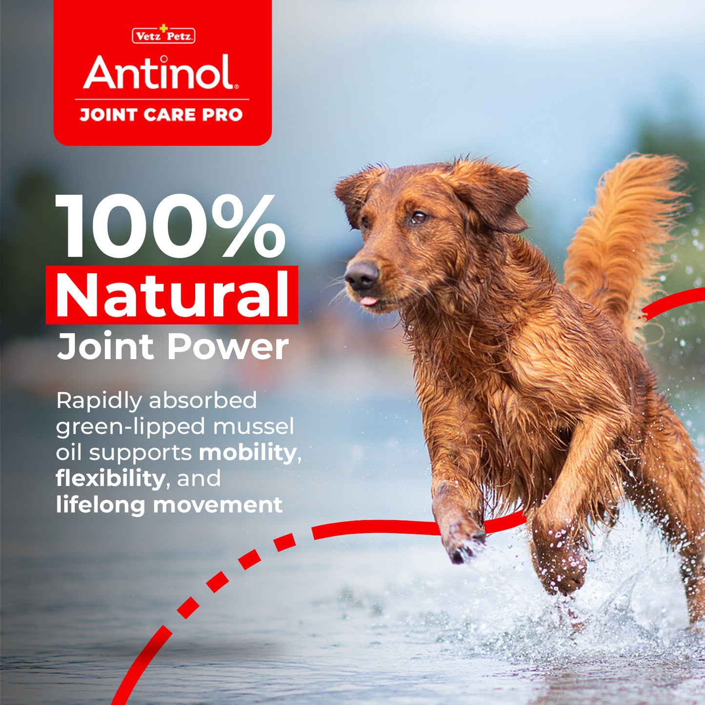 Dog Joint Supplements – Antinol <sup>®</sup> Joint Care Pro