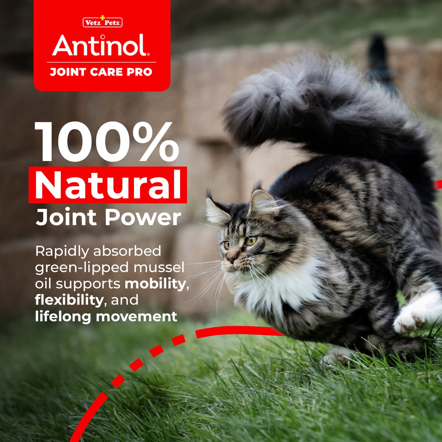 Cat Joint Supplement - Antinol<sup>®</sup> Joint Care Pro
