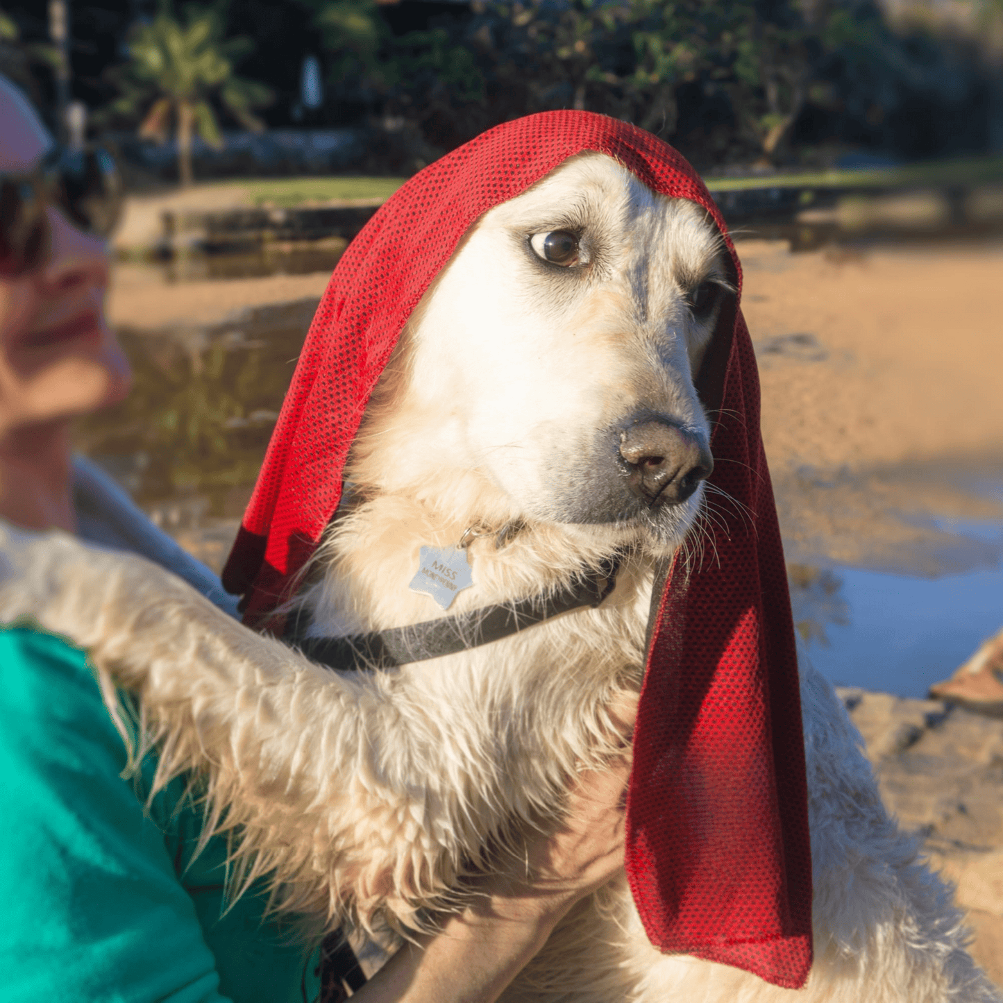 Wet Dog Chamois