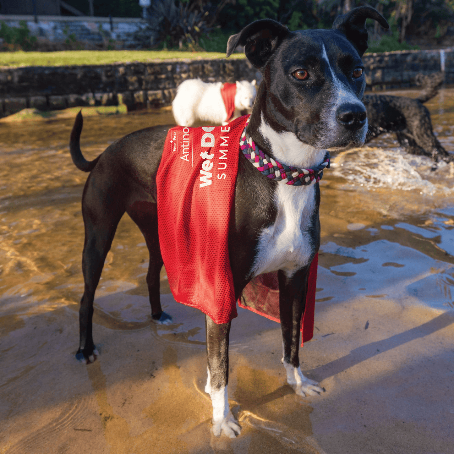 Wet Dog Chamois
