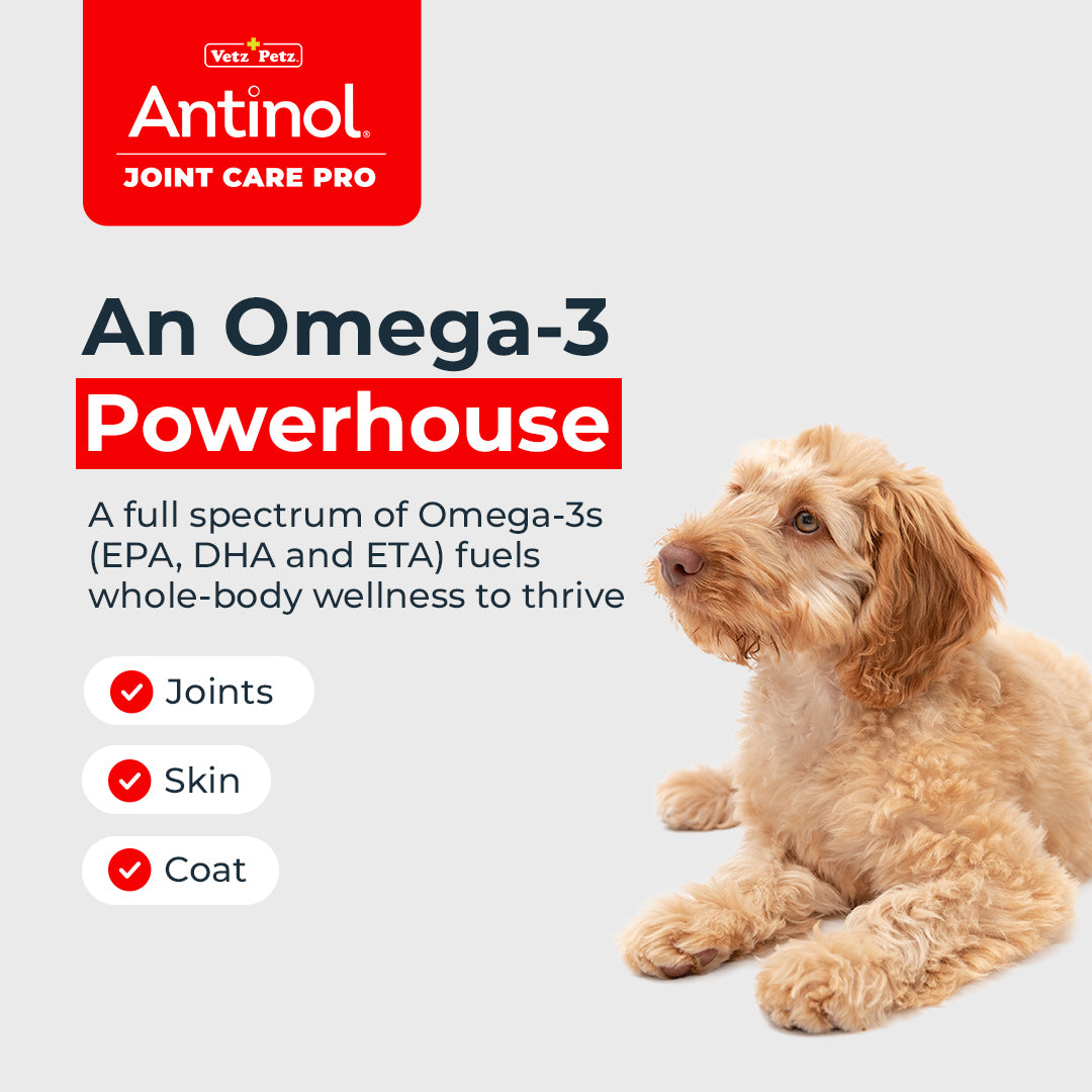 Dog Joint Supplements – Antinol <sup>®</sup> Joint Care Pro