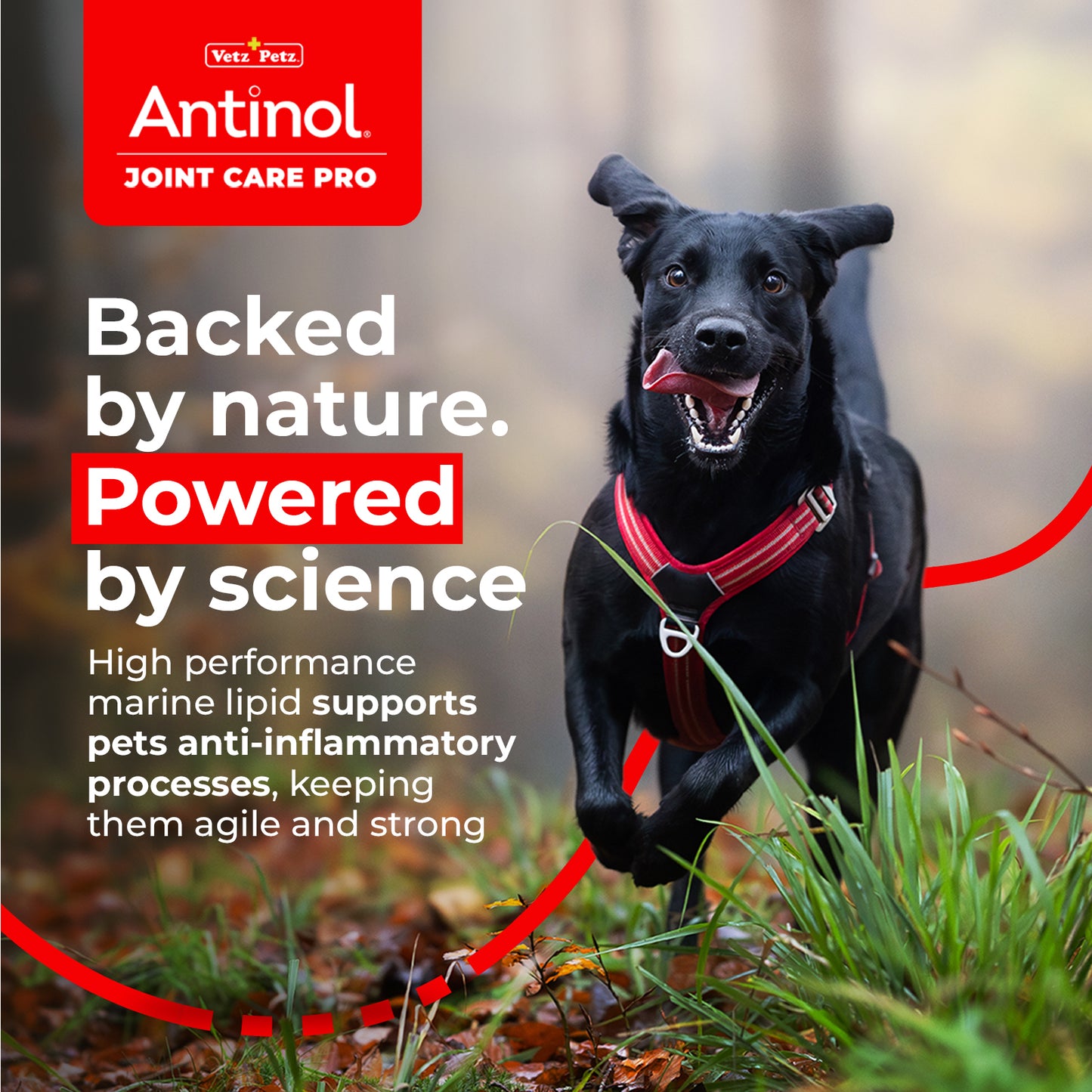 Dog Joint Supplements – Antinol <sup>®</sup> Joint Care Pro
