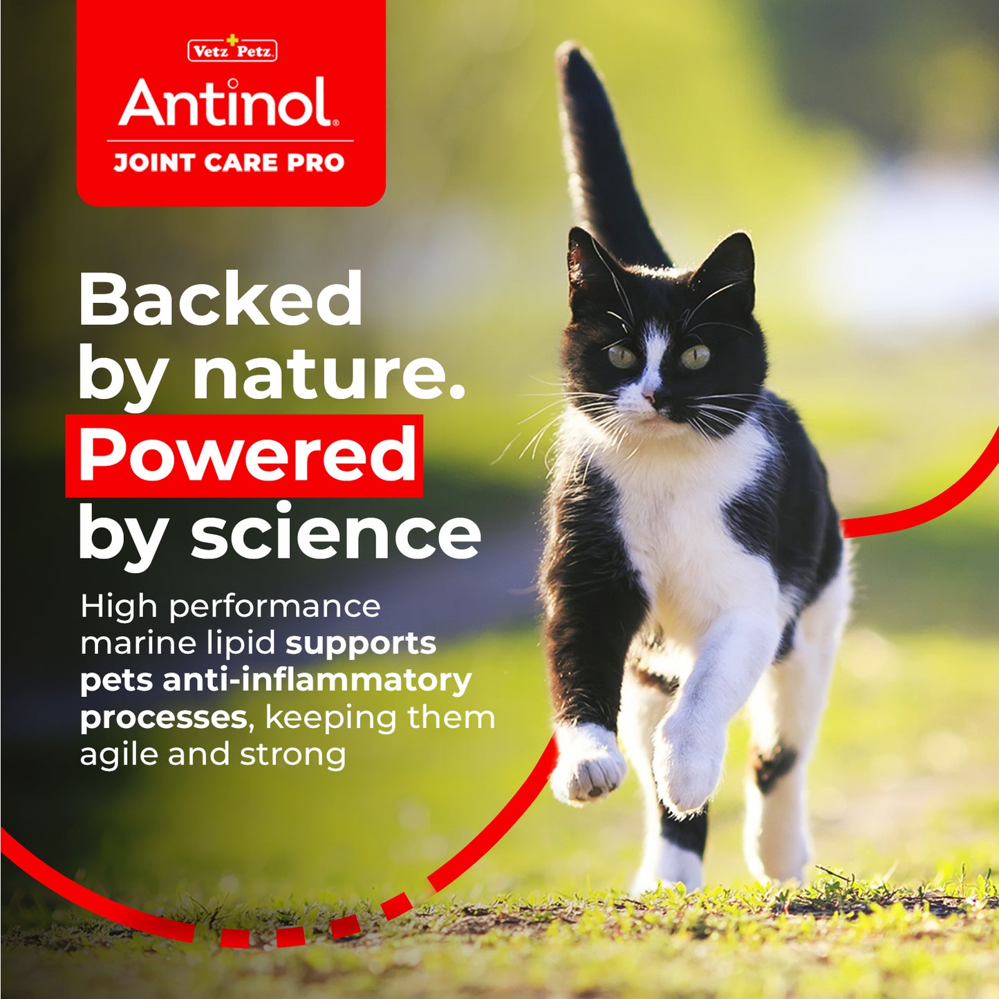 Cat Joint Supplement - Antinol<sup>®</sup> Joint Care Pro