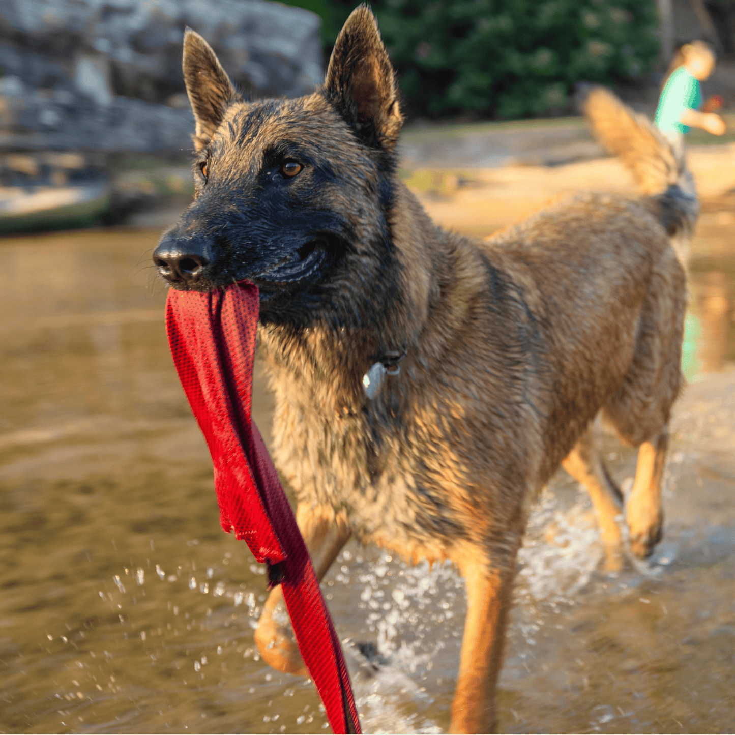 Wet Dog Chamois