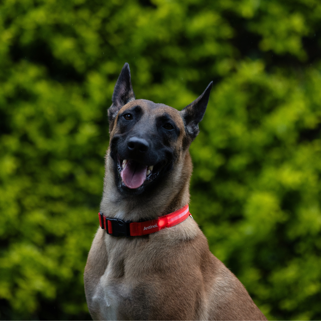 Antinol<sup>®</sup> Light-up Collar