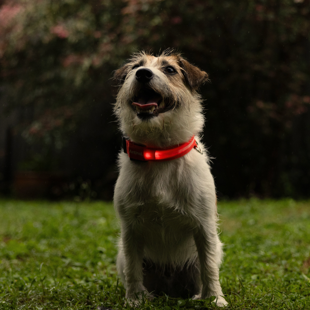 Antinol<sup>®</sup> Light-up Collar