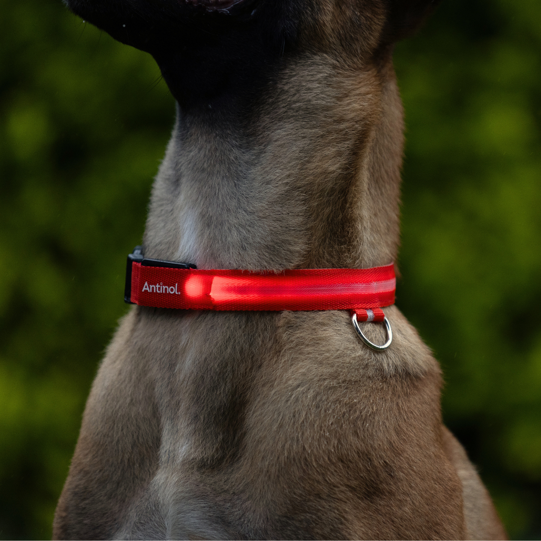 Antinol<sup>®</sup> Light-up Collar