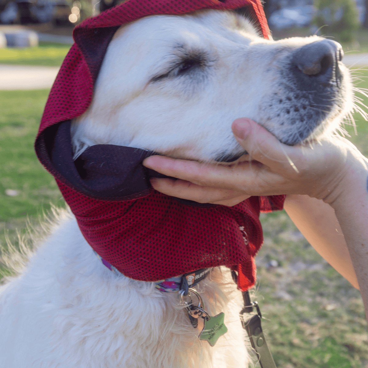 Wet Dog Towel