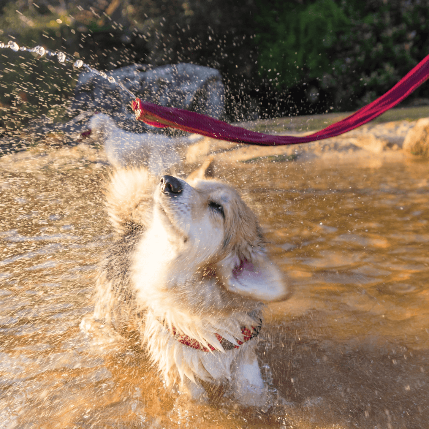 Wet Dog Chamois