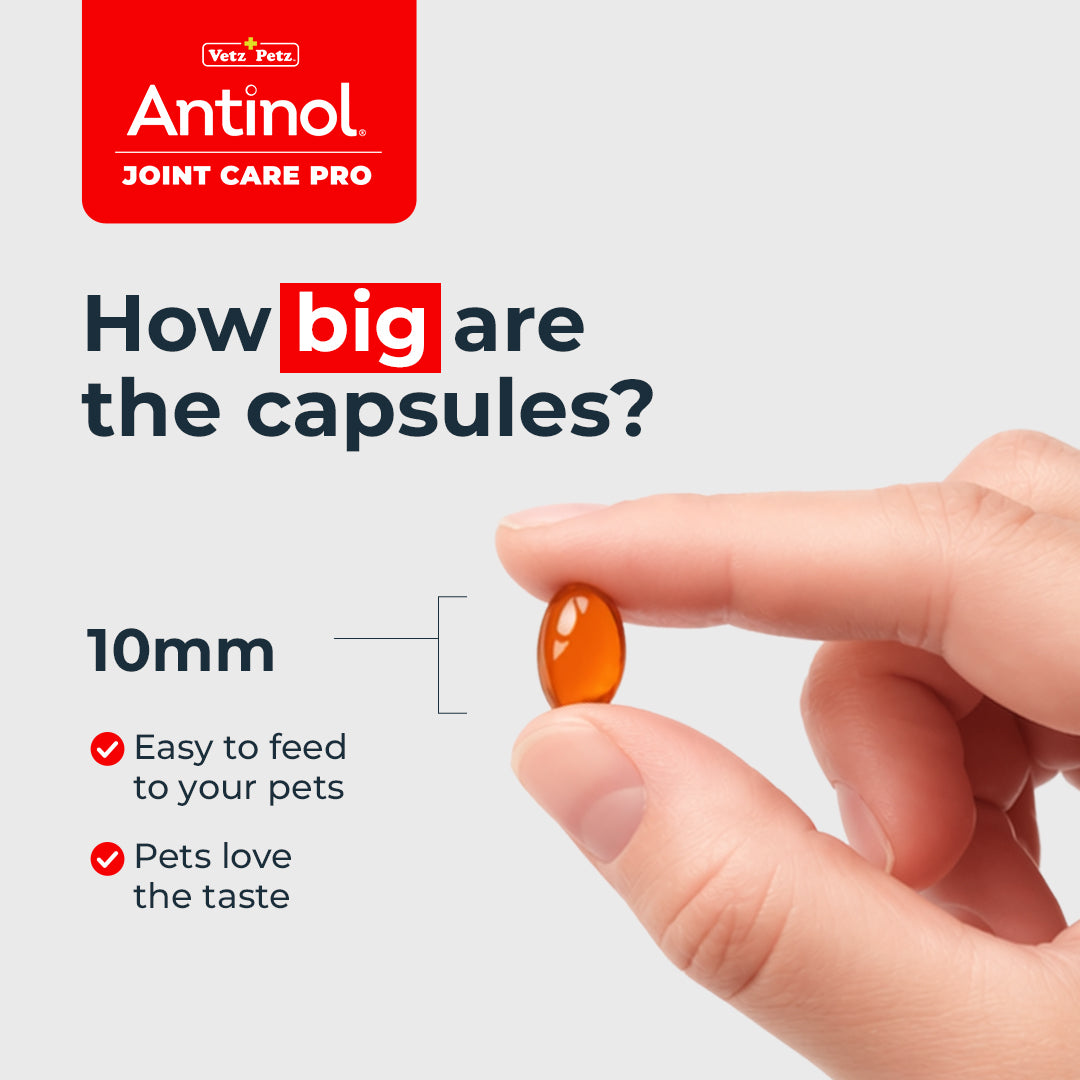 Dog Joint Supplements – Antinol <sup>®</sup> Joint Care Pro